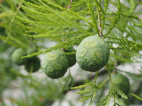 Baldnut